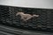 2026 Ford Mustang LMP 810 75th Anniversary Edition